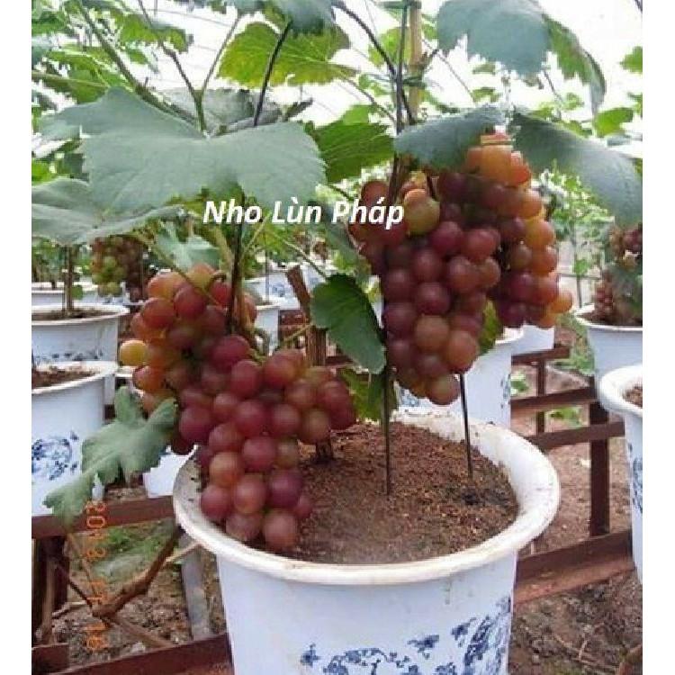 Hạt giống nho lùn pháp 10 hạt/gói
