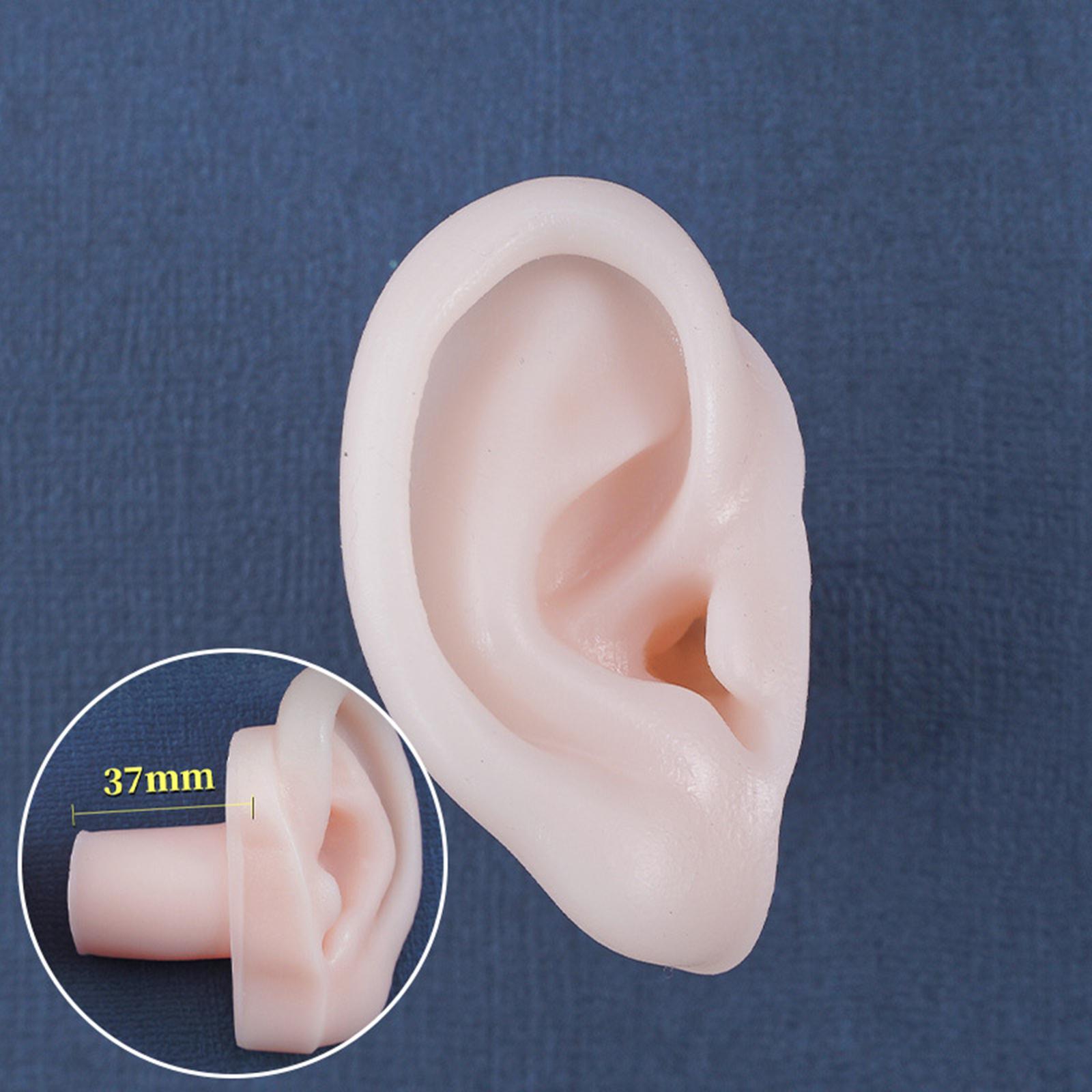 Ear Model, Soft Silicone, Props Teaching Tools Acupuncture Practice Model for Educational