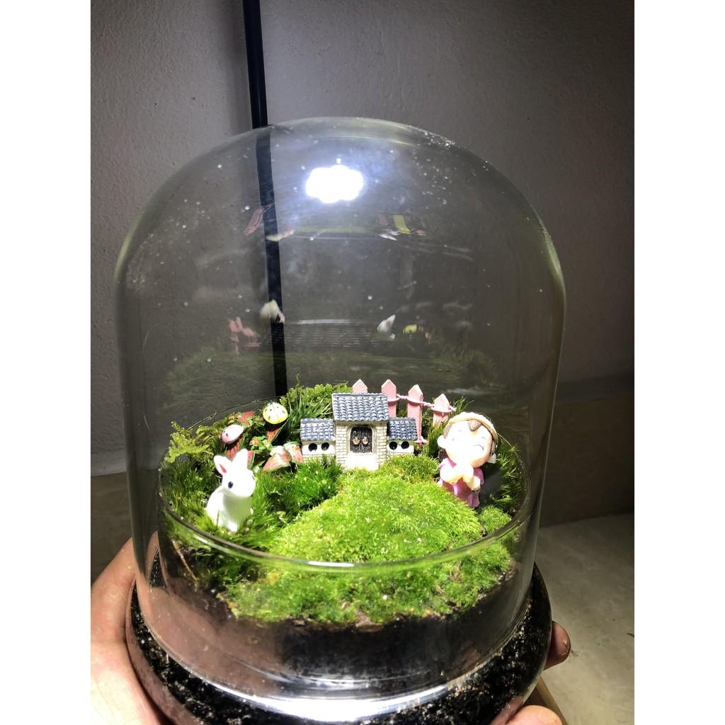 Combo Bình Terrarium, Đèn đế gỗ 3W, 1 tấc Rêu Weeping,03 ngọn Rêu đầu trắng, phân nền trộn dớn, 02 món trang trí