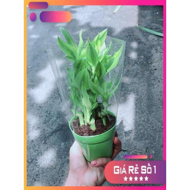 Chậu Trúc Phát Tài