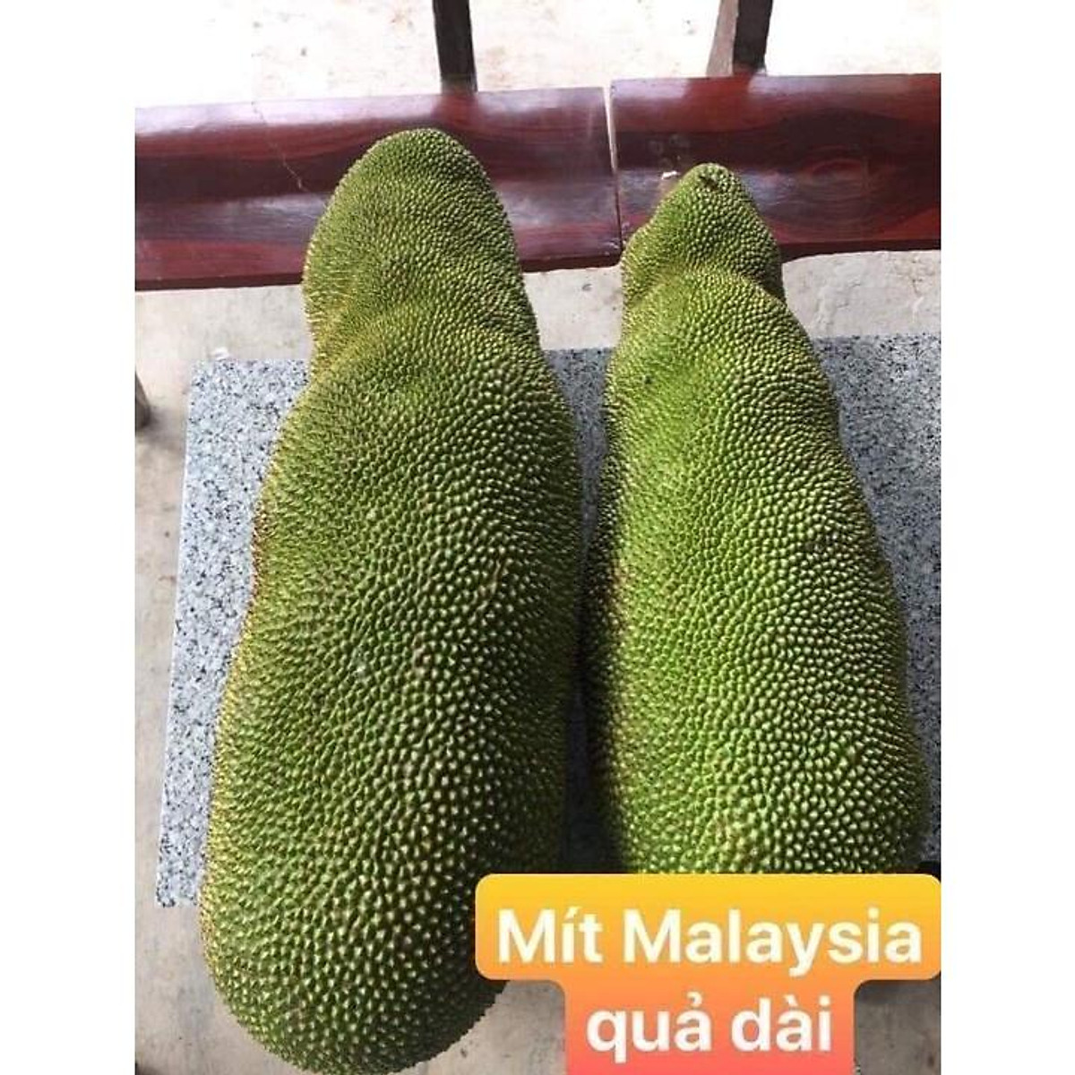 Cây Giống Mít Trái Dài