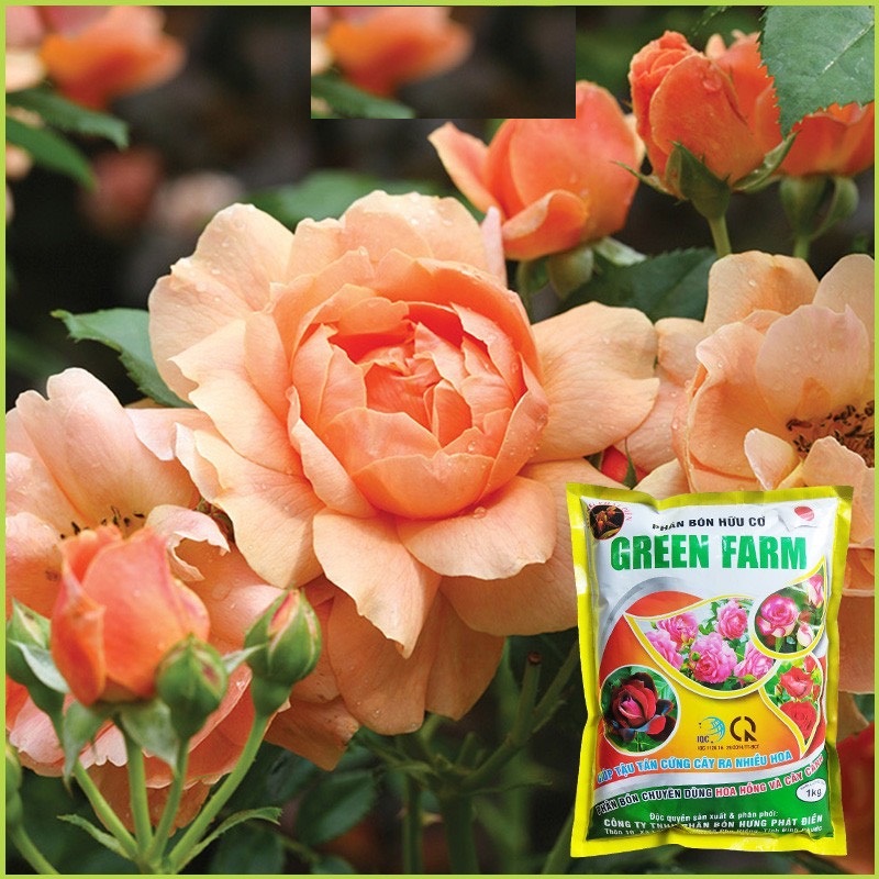 Phân Bón Hoa Hồng Hữu Cơ GREEN FARM - Gói 1kg