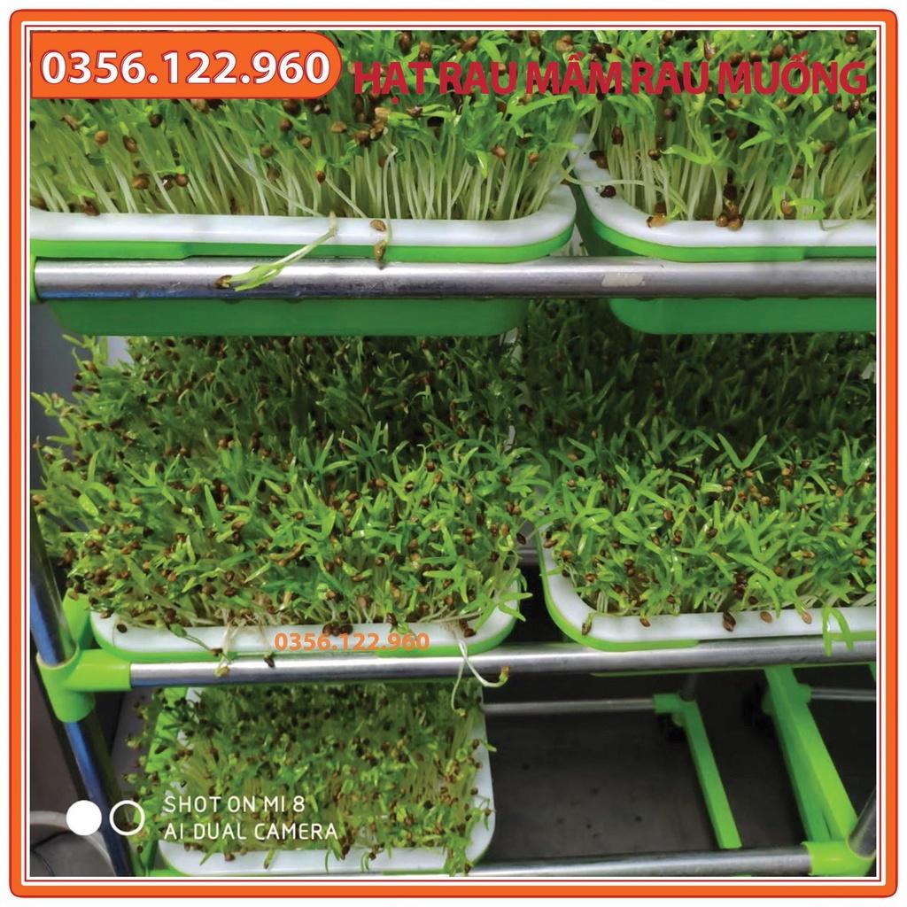 Combo 10 Gói 50gam Hạt rau mầm rau muống - Hạt đểu đẹp, tỷ lện nảy mầm cao