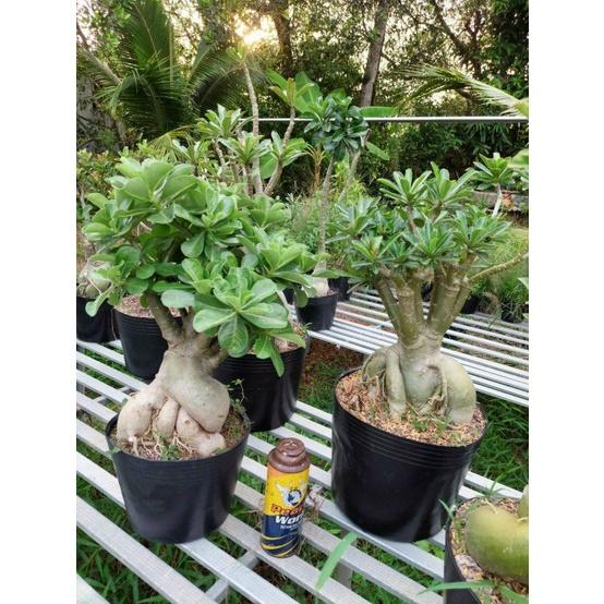 Cây sứ thái kép " THỦY TIÊN" -củ size to đại bự ,rễ quái thành hình, hàng tuyển loại 1
