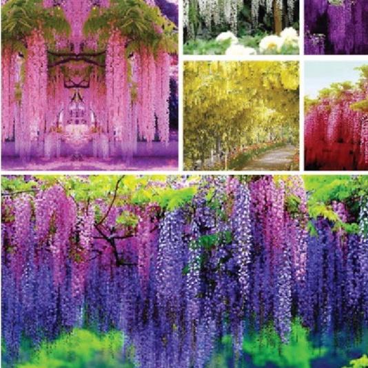 Hạt giống hoa tử đằng nhiều màu dể trồng f1 -gói 5 hạt-tặng kèm gói kích mầm