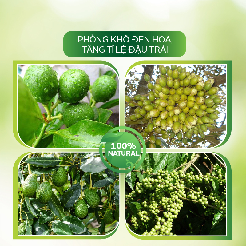 Phân Bón Hữu Cơ AT Đậm Đặc 500ml Siêu Vọt Bông Điều Giúp Tược Hoa Vươn Dài, Siêu Ra Bông Trị Bệnh Đen Hoa Tăng Tỷ Lệ Đậu