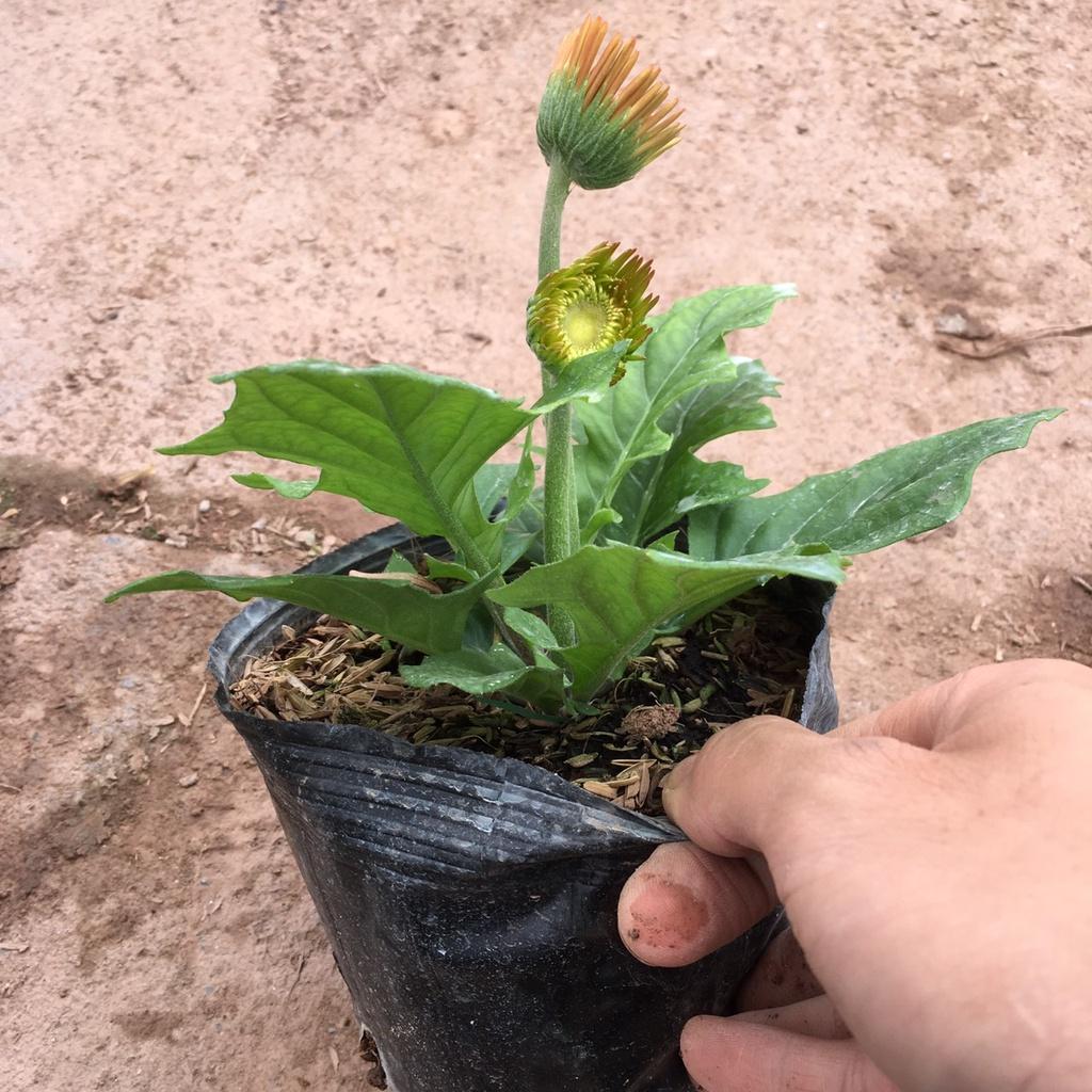 Cây Hoa Đồng Tiền Lùn Siêu Nụ,Cây Xum Phát Triển Tốt