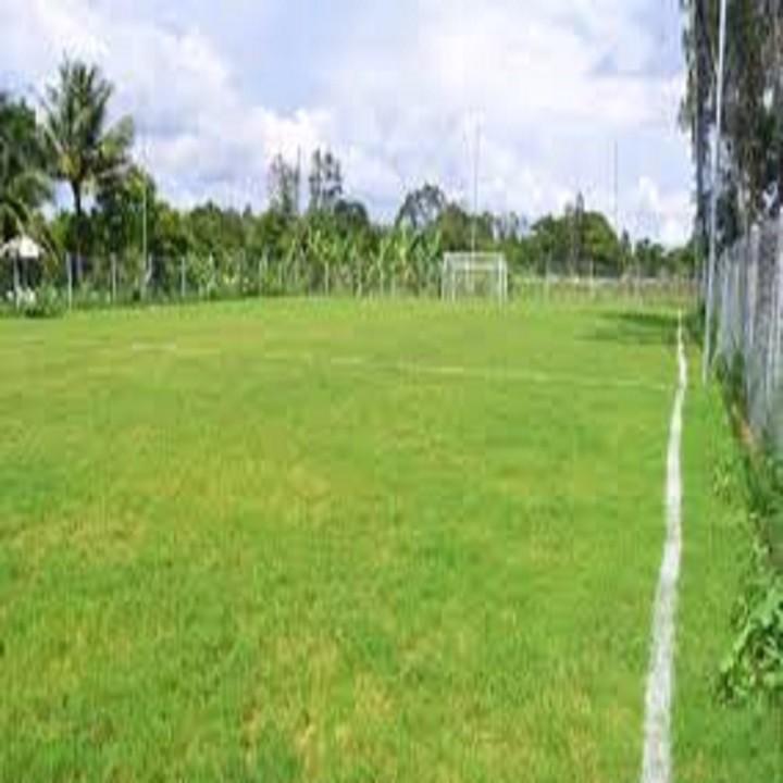 Hạt cỏ Thảm BERMUDA 500g - cỏ sân vườn, sân gold...