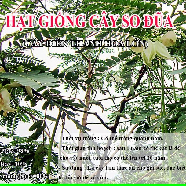 Hạt Giống Cây So Đũa  – Điền Thanh Hoa Lớn - Hạt Giống Cỏ Chăn Nuôi