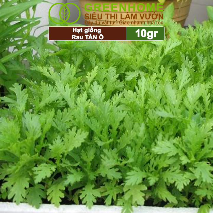 Hạt Giống Rau Tần Ô Greenhome, Gói 10g, Cải Cúc Dễ Trồng, Thu Hoạch Nhanh R02