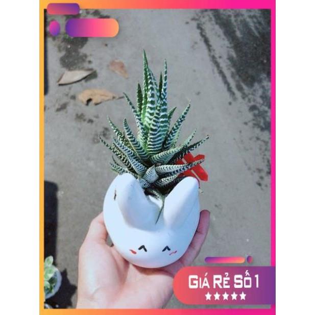 Chậu Móng Rồng Thỏ Trắng