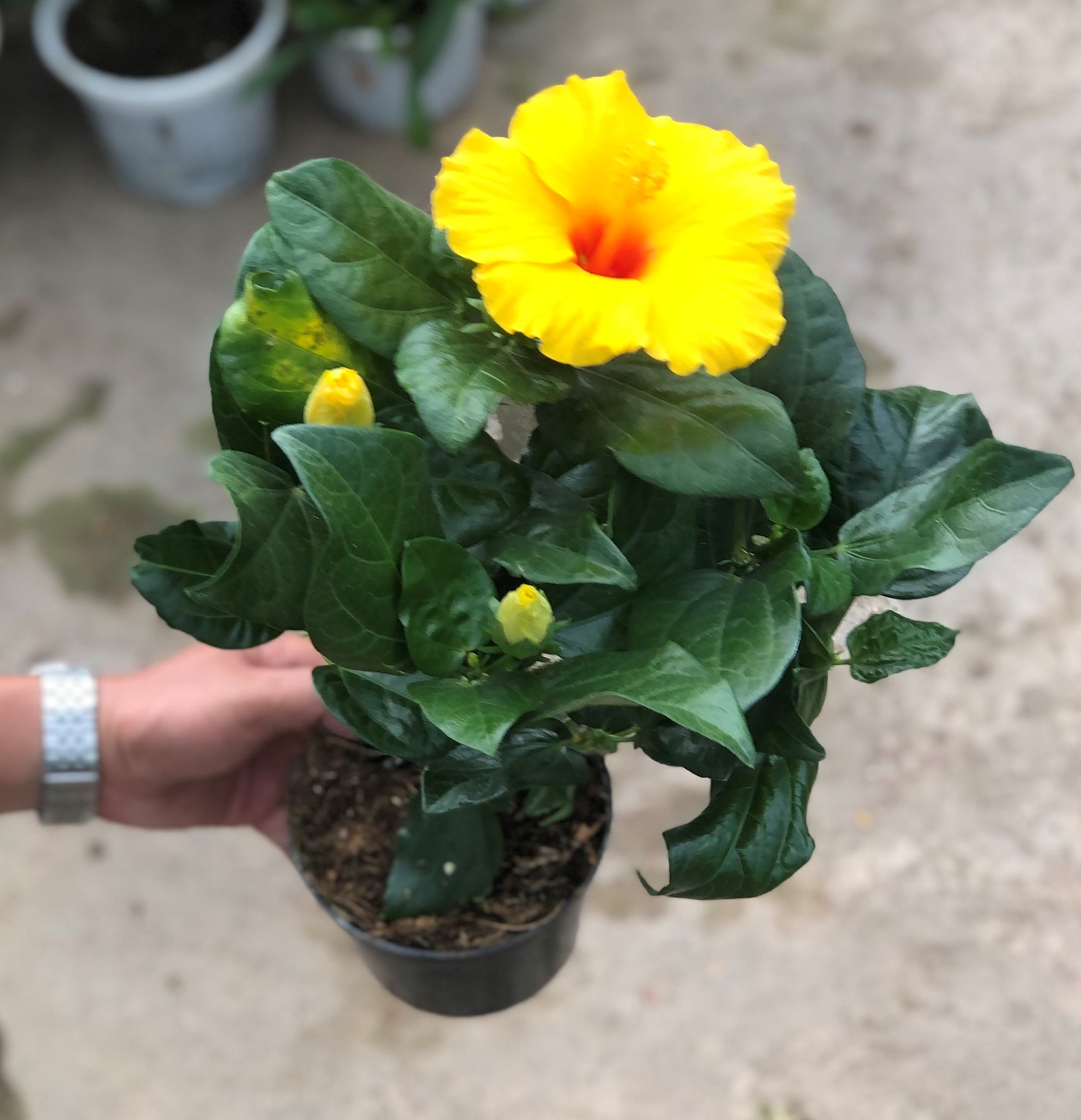 Chậu bông bụt hoa màu kem trồng nơi có nhiều nắng