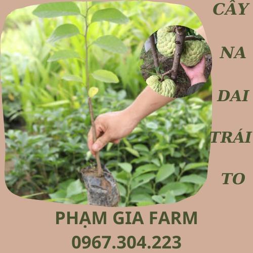 Cây giống na dai thơm ngon trái to