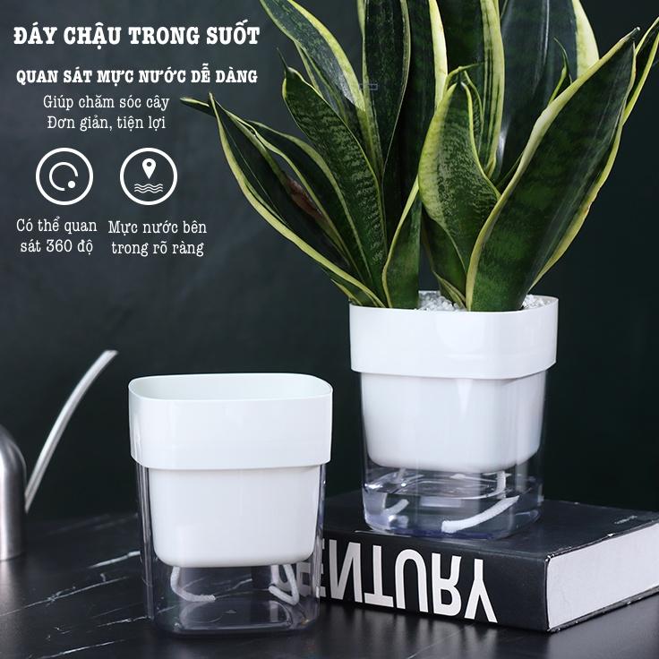 Chậu cây để bàn Oliz G2 Clear. Chậu trồng cây có chức năng tự tưới nước cho cây. Trang trí văn phòng, bàn làm việc
