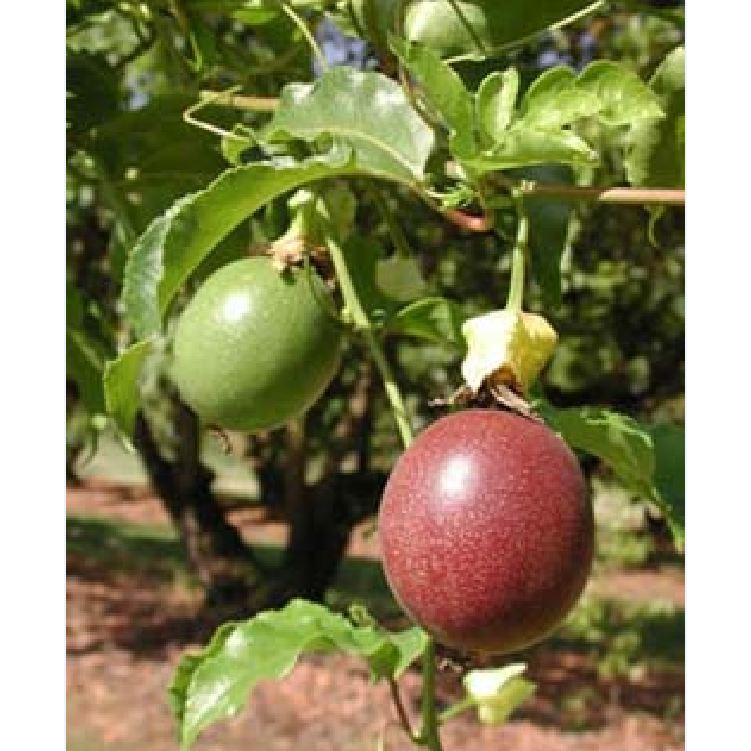 Hạt giống chanh dây leo tím ta - 20 hạt/gói