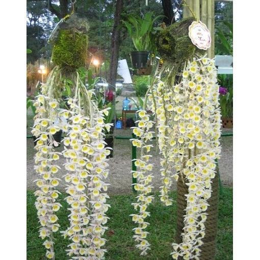 1 bảng  lan long tu lào rừng tây bắc hàng thuần siêu to, hoa siêu đẹp