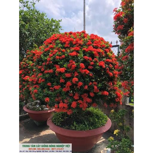 Cây Giống Hoa Mẫu Đơn