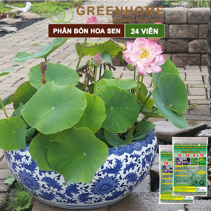 Phân bón hoa Sen, vỉ 24 viên, cây thuỷ sinh, ngập nước, cho hoa to, hoa đậm màu, lâu tàn, tốt lá |Greenhome