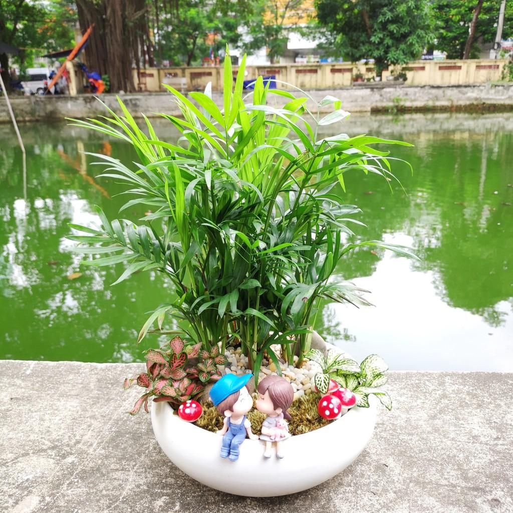 Cây cau tiểu trâm trồng chậu sứ đẹp, phối tiểu cảnh sinh động đẹp mắt, chụp ảnh cây trước khi gửi khách