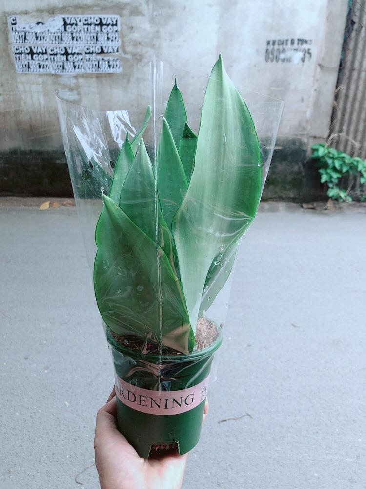 Cây Lưỡi Hổ Bạc