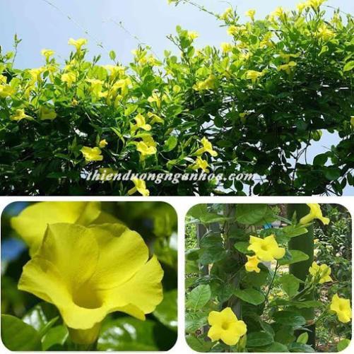 CHẬU HOA LEO HUỲNH ĐỆ GIỐNG