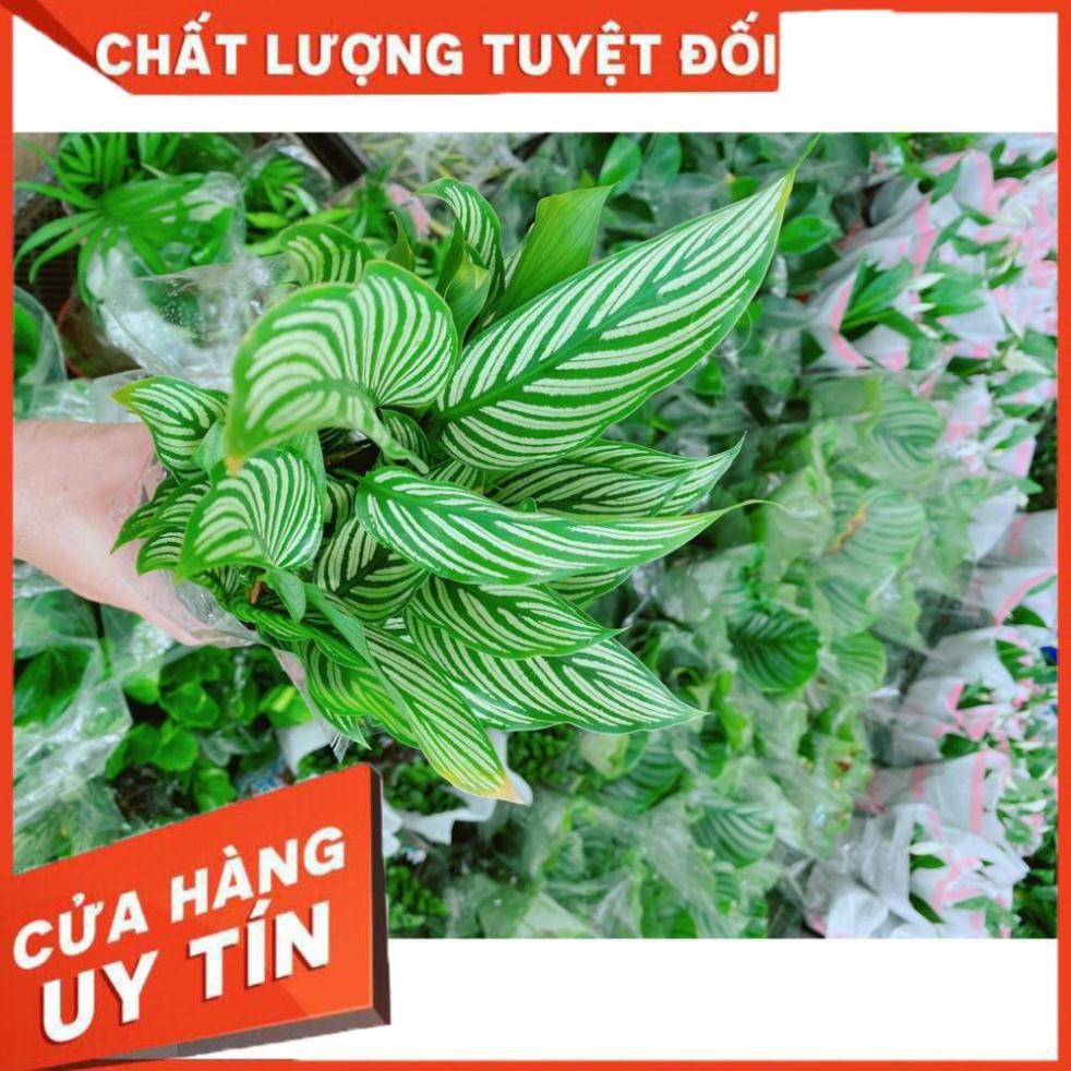 Đuôi Công Xanh Sọc Trắng Lá Nhỏ
