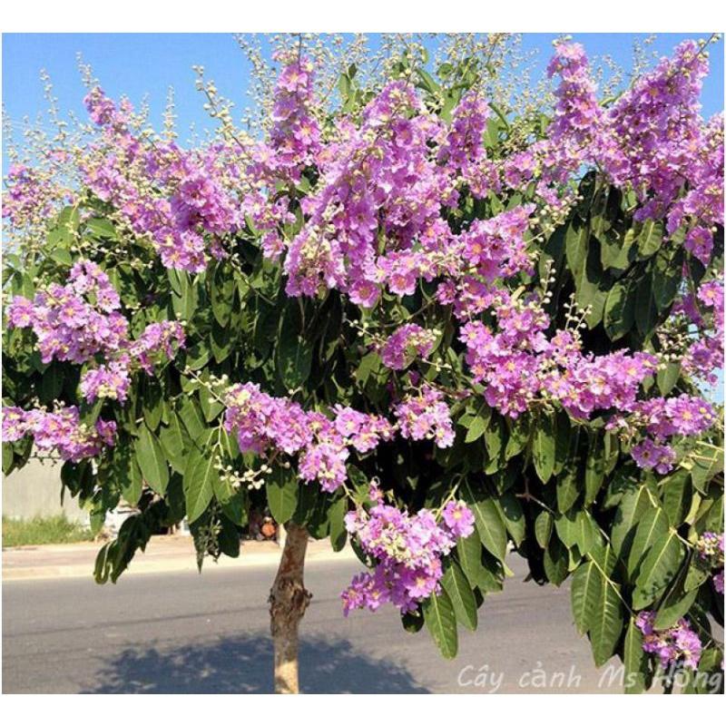 CÂY GIỐNG BẰNG LĂNG TÍM _ CHUẨN CÂY F1
