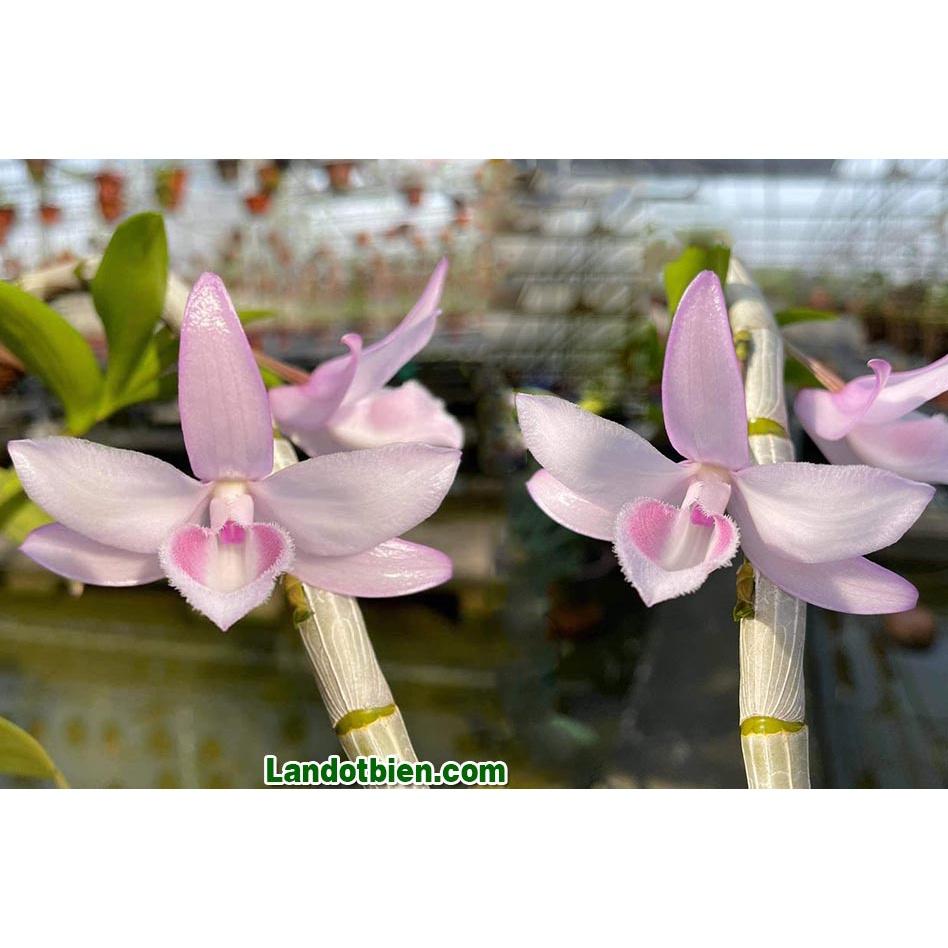 Cốc lan phi điệp đột biến 5 cánh HỒNG NHẬT HẠ, hoa cực đẹp, cực hiếm, hàng gieo hạt, cây y hình