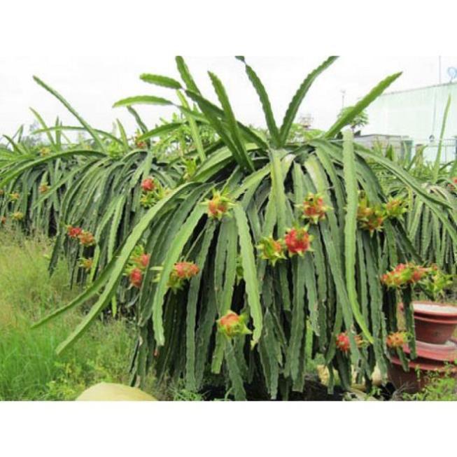 COMBO 3 CÂY GIỐNG CÂY THANH LONG VỎ ĐỎ RUỘT TRẮNG MỌNG THỊT BÌNH THUẬN, QUẢ SỚM, SIÊU QUẢ , SIÊU NGỌT, SIÊU NĂNG SUẤT