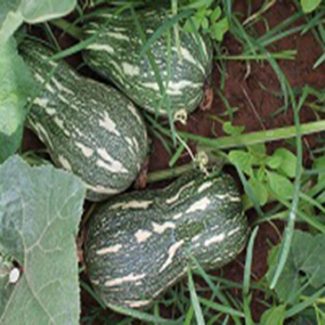 HẠT GIỐNG BÍ ĐỎ HẠT ĐẬU LAI F1 gói 10gr