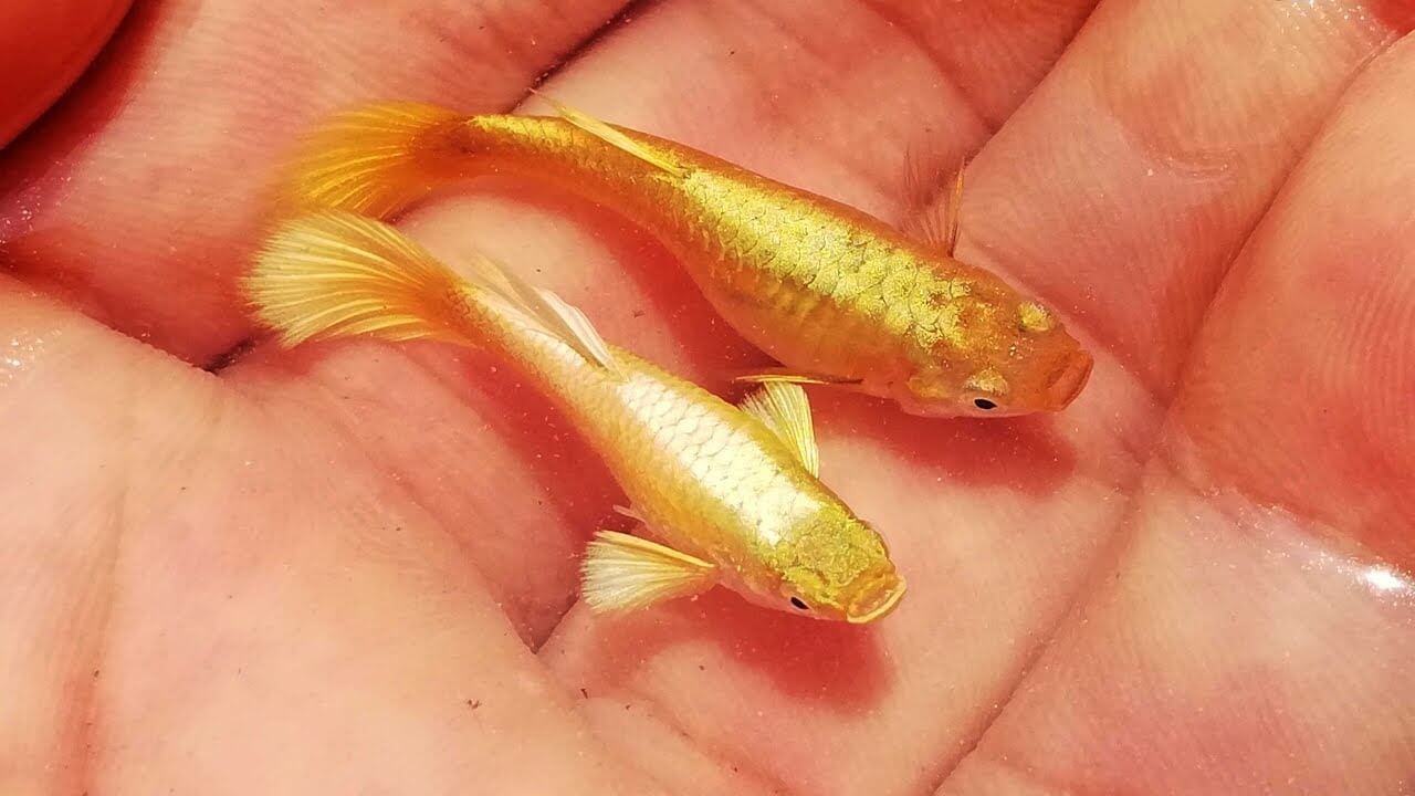 CHẬU NHỰA NUÔI CÁ GUPPY, CÁI 7 MÀU - KÍCH THƯỚC 30x22x16, DUNG TÍCH 7L