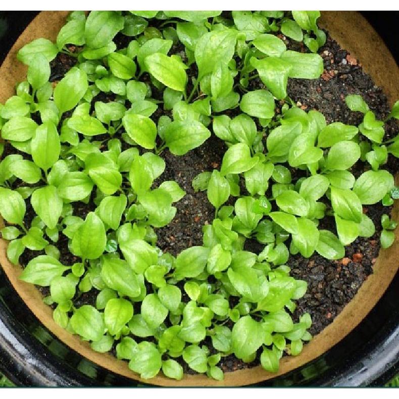 Combo 3 gói hạt giống cây mã đề-gói 2 gram - Tặng 1 gói phân bón