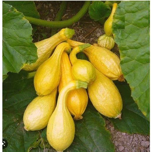 Hạt giống Bí Thiên Nga -
