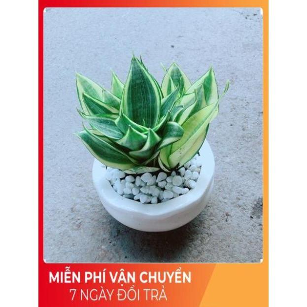 Chậu Lưỡi Hổ Thái