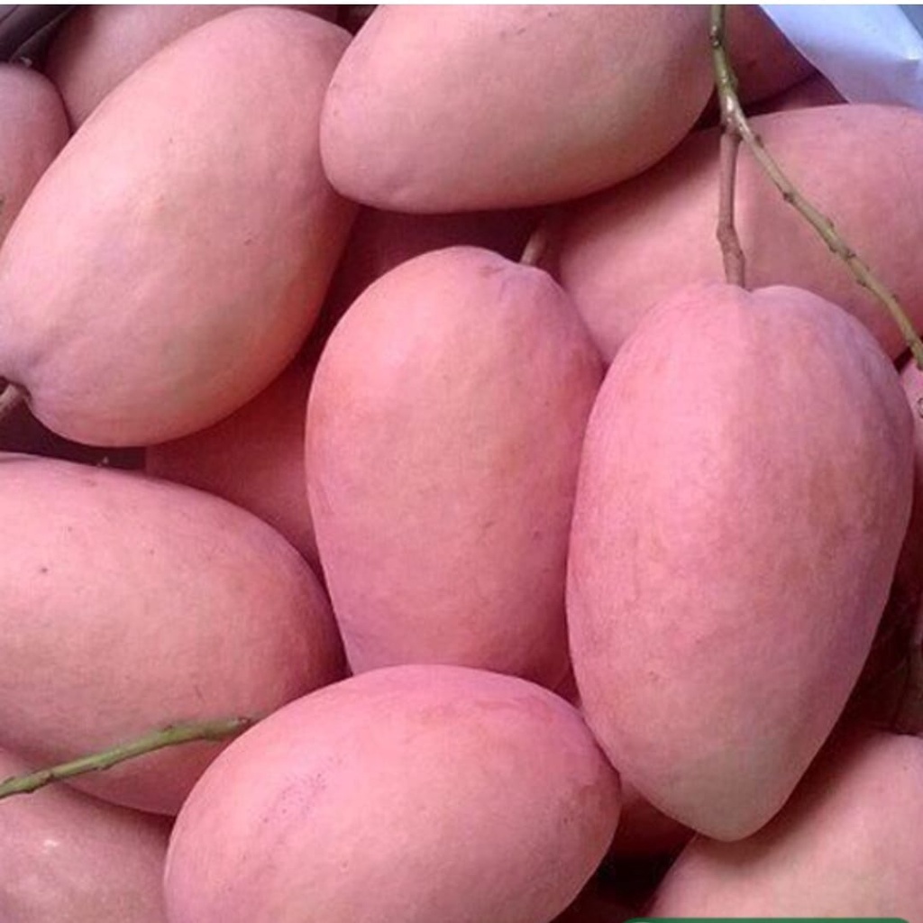 CÂY GIỐNG XOÀI HỒNG THÁI KHỔNG LỒ