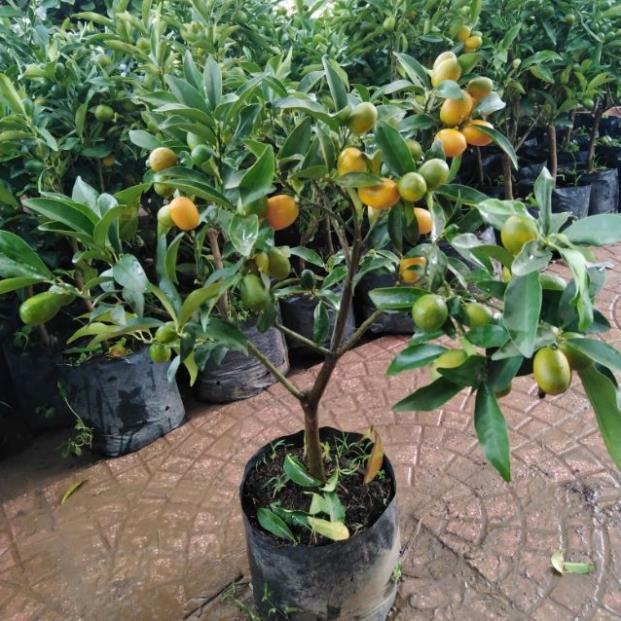 Cây giống QUẤT NGỌT - Cây giống F1