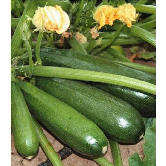 Combo 2 gói Hạt giống bí ngòi xanh quả dài - Gói 10 hạt