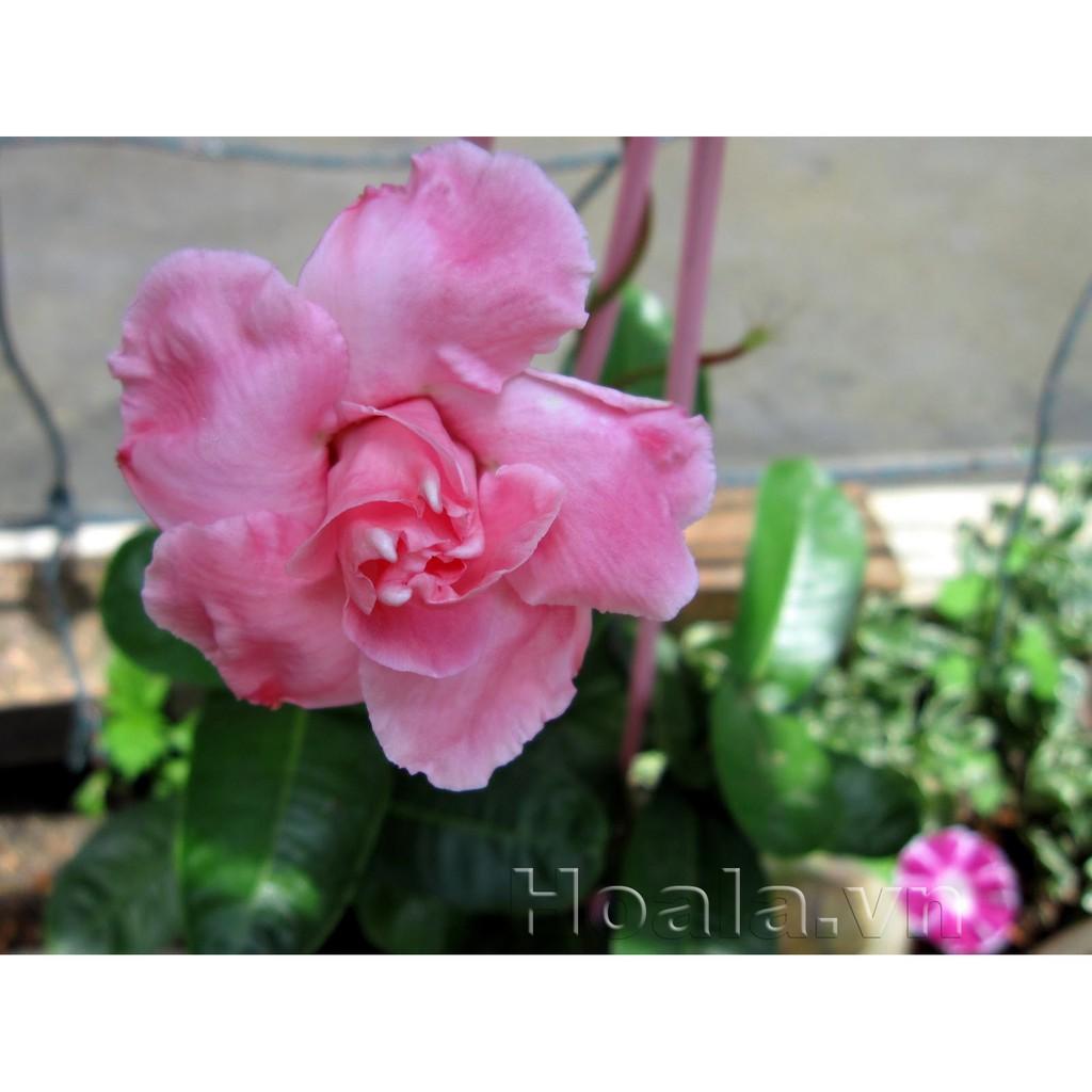 Cây hoa Hồng Anh CÁNH KÉP GIỐNG leo cho tường nhà rực rỡ sắc hoa, MIIXX MÀU