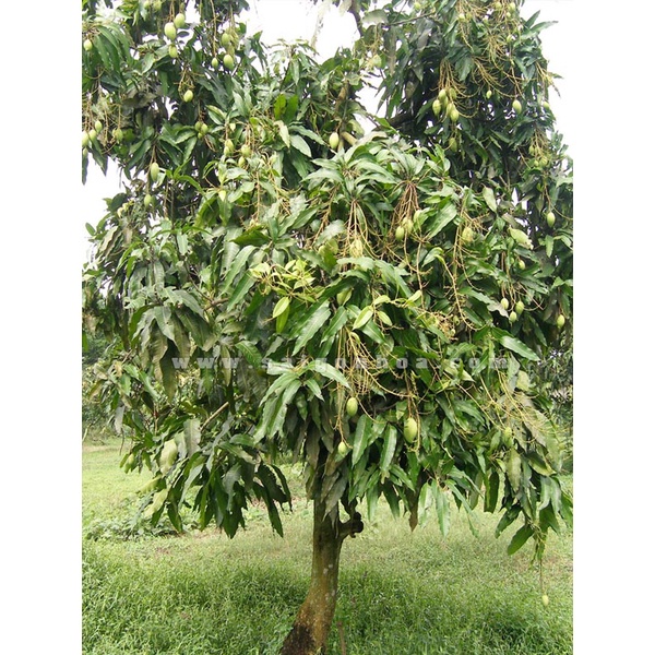 Cây giống xoài cát hòa lộc