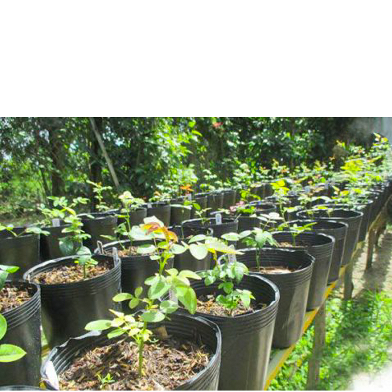 Sỉ 1.000 Chậu nhựa C7 16x13cm trồng cây ăn trái và hoabền 10 năm-77210