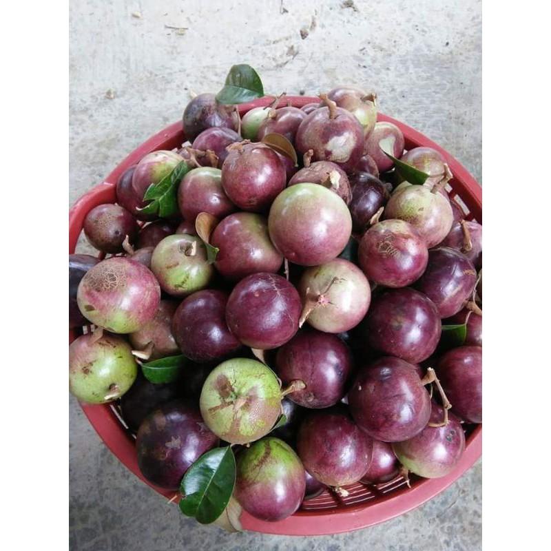 Cây Vú Sữa tím... 8 tháng cây cho trái