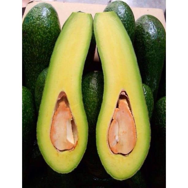 CÂY GIỐNG BƠ 034 SIÊU SỚM