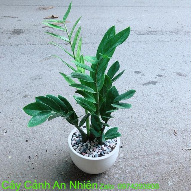 Chậu Cây Kim Tiền Thái