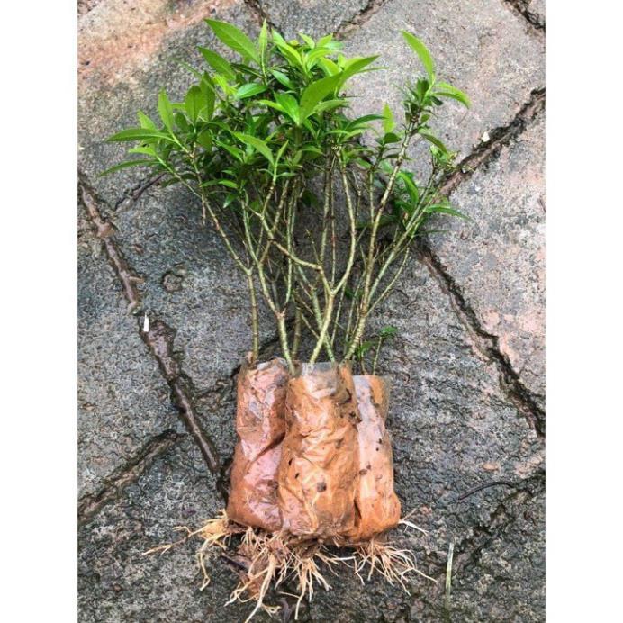 COMBO 5 BẦU CÂY GIỐNG MAI VẠN PHÚC