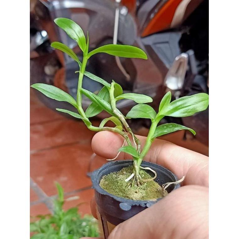 Dã hac Philipin