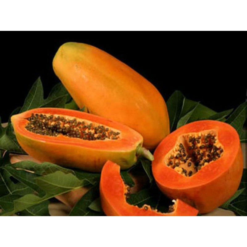 Cây đu đủ lùn ruột đỏ siêu trái