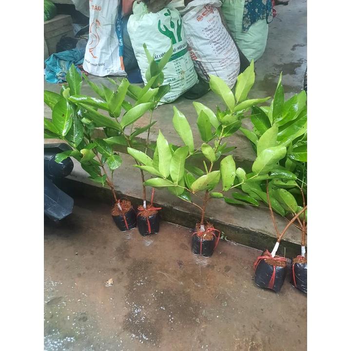 Cây giống roi đỏ