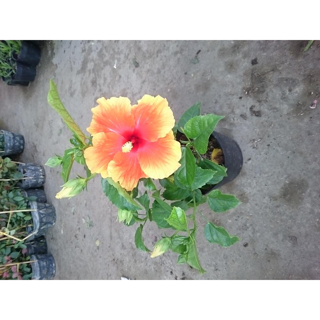 Cây Hoa Dâm Bụt Cam Viền Vàng - cây cảnh đẹp + tặng phân bón cho cây mau lớn