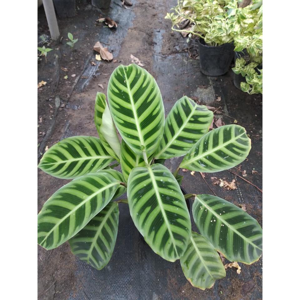 Cây Đuôi Công Ngựa Vằn ( Calathea Zebrina ) - cây cảnh để bàn