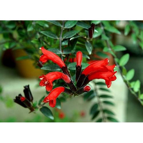 Chậu cây giống hoa lan son môi đỏ kèm chậu treo như hình - Lipstick Plant - Aeschynanthus lobbiana